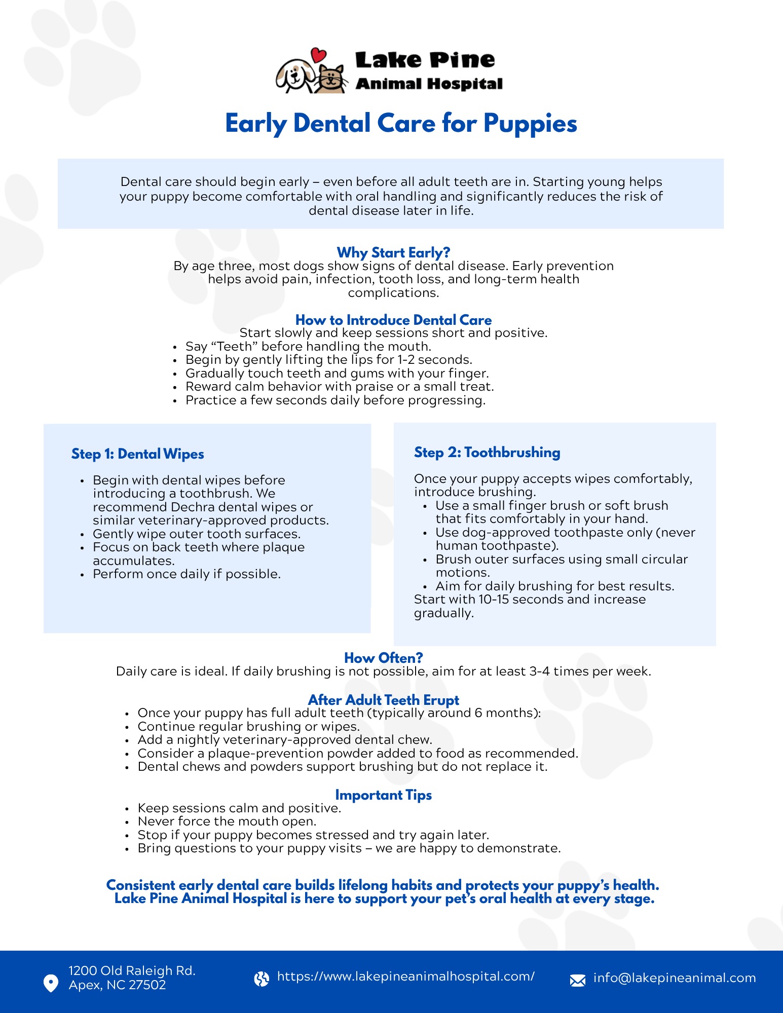 Early Dental Care for Puppies