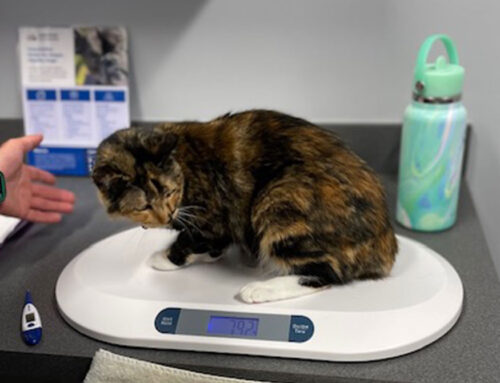 Kitten Care 101: Vaccines