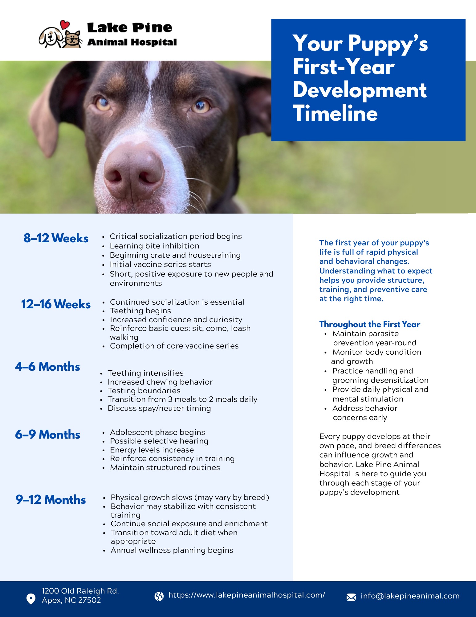 Puppy First Year Development Timeline