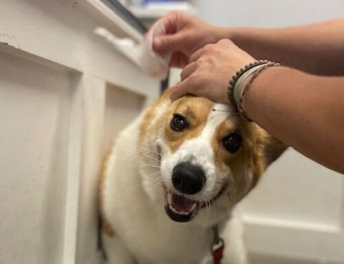 Why Should I Clean My Pet’s Ears?