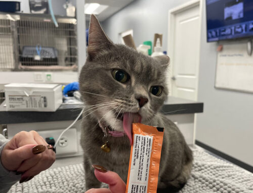 Kitten Care 101: Feeding Your Kitten