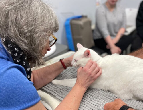 Kitten Care 101: Parasites