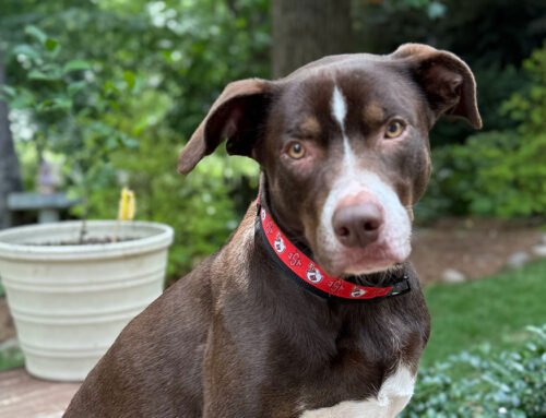 Leptospirosis & Your Dog