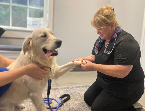 Lyme Disease and Your Dog