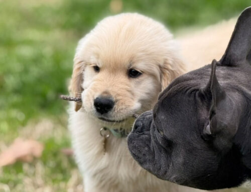 Puppy Socialization 101