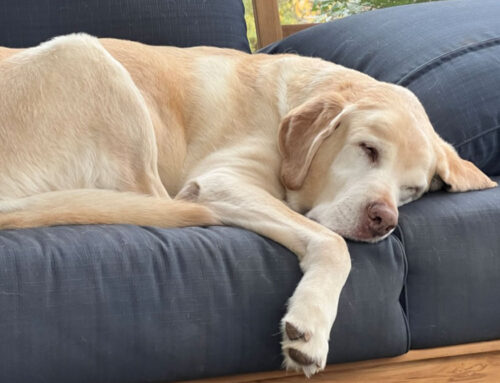 Respiratory Diseases and Your Dog