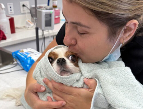 The Spay & Neuter: The When & How