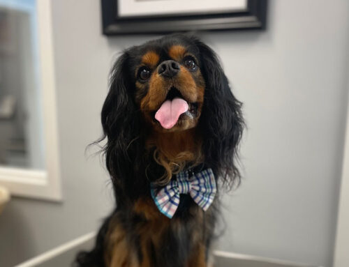 What Should I Feed My Puppy?