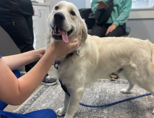 Annual Testing For Dogs