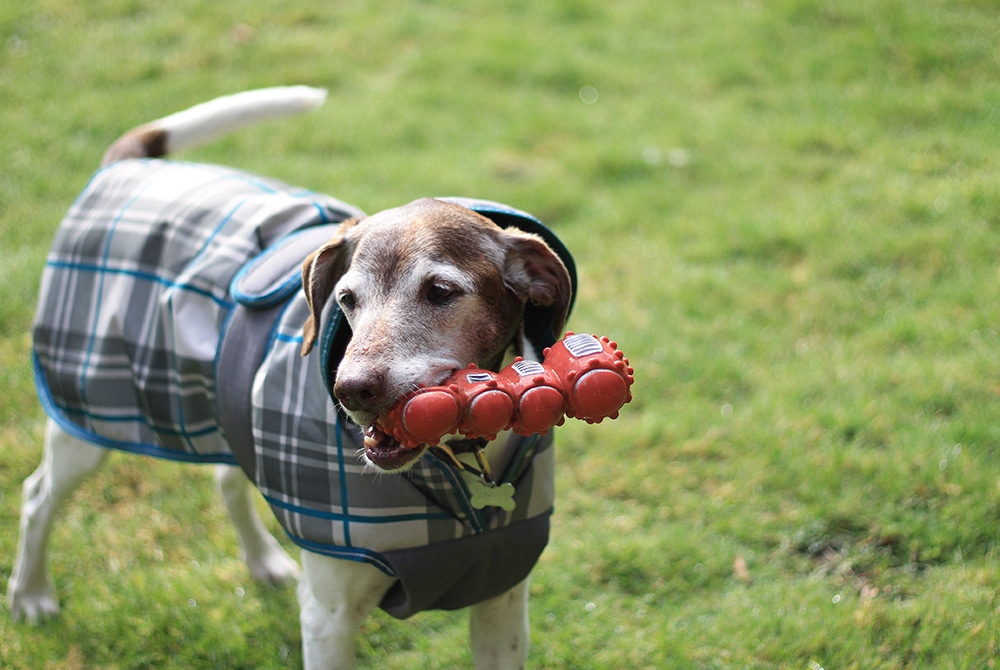 Dog wearing a plaid jacket outdoors