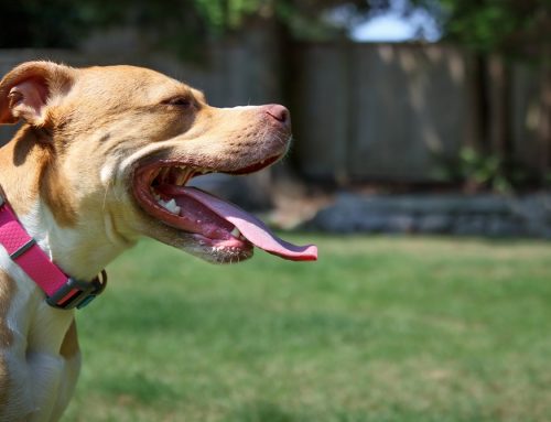 Dog Breath Is Not a Personality Trait