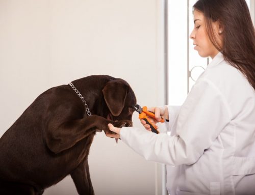 Taking Your Pet “To the Back”